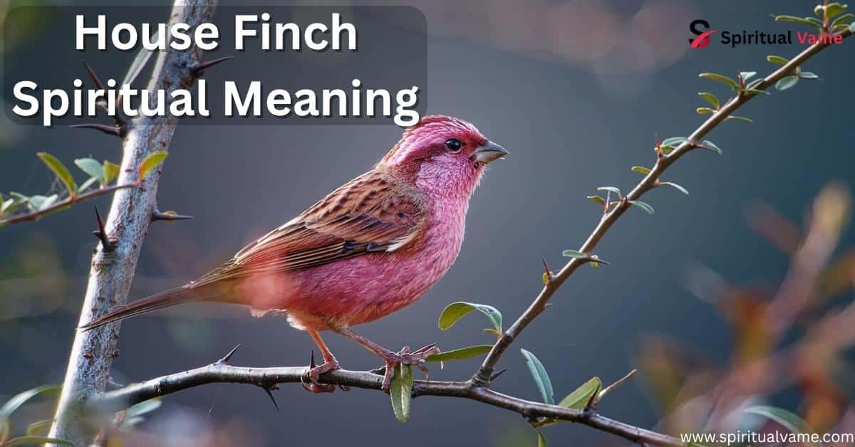 House Finch Spiritual Meaning