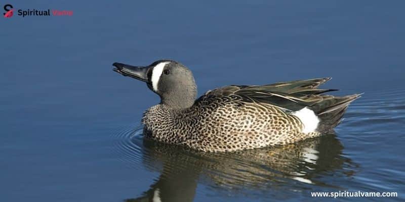 Blue-winged Teal (Anas discors)
