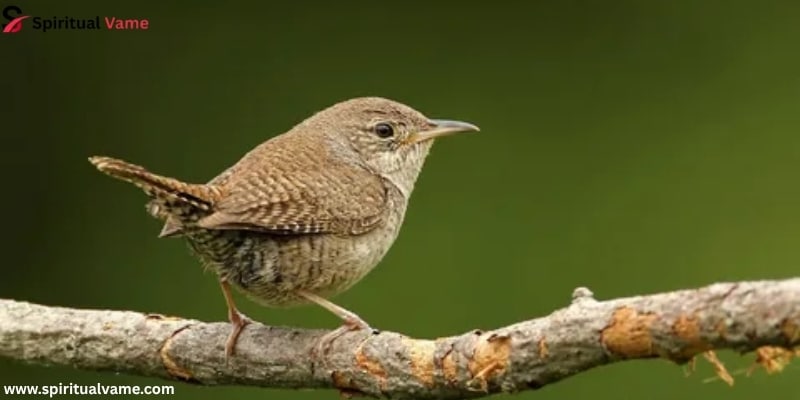 House Wren