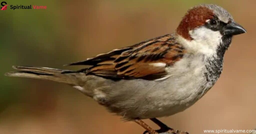 List of 22 Sparrows Information with Photo