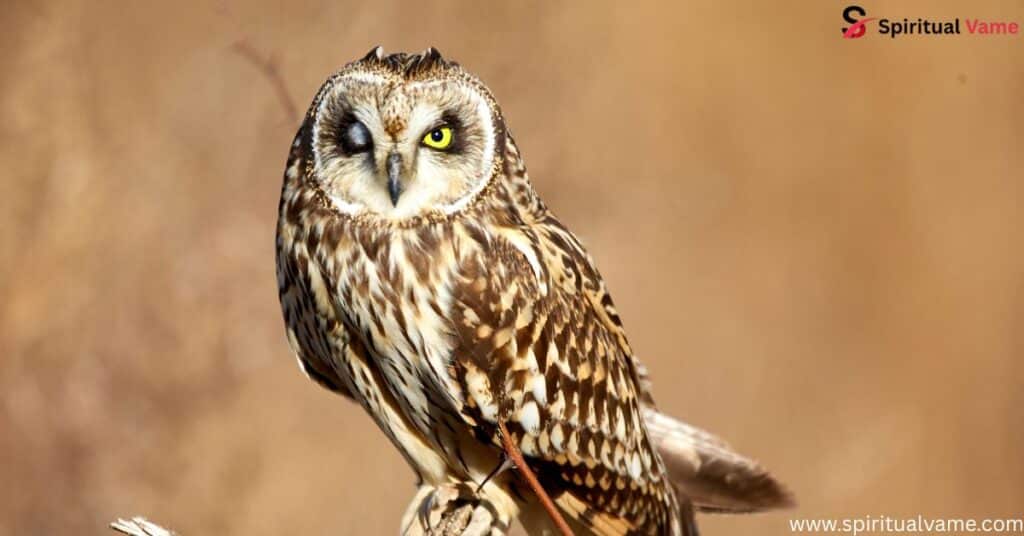 Owls in Arizona | Spiritual Vame