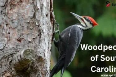 Woodpeckers of South Carolina