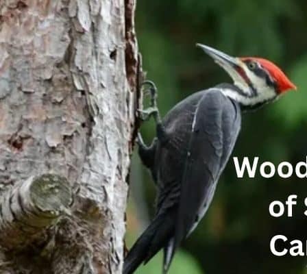 Woodpeckers of South Carolina