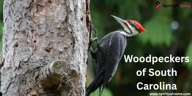 Woodpeckers of South Carolina