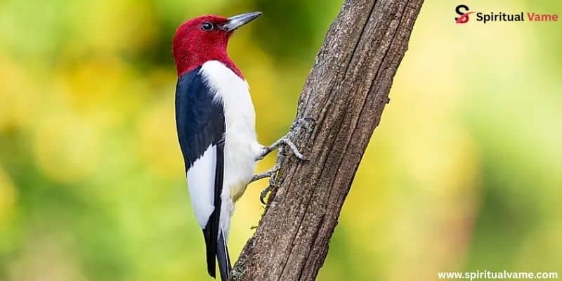 Red-Headed Woodpecker