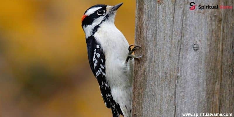 Downy Woodpecker
