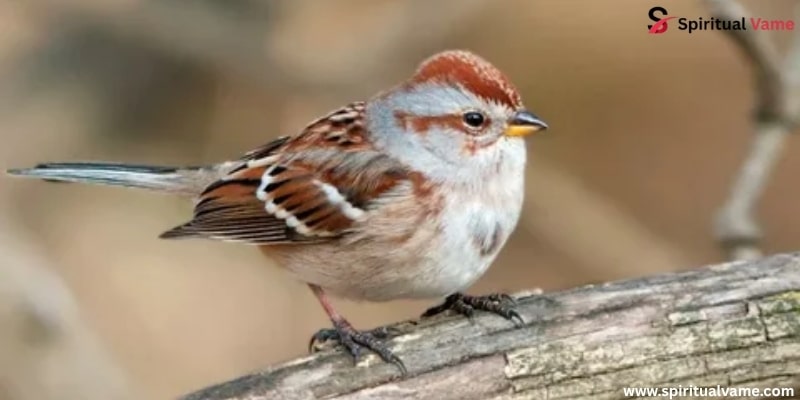 Identifying Sparrow’s Songs
