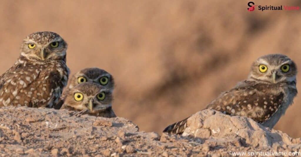 Owls in Arizona | Spiritual Vame