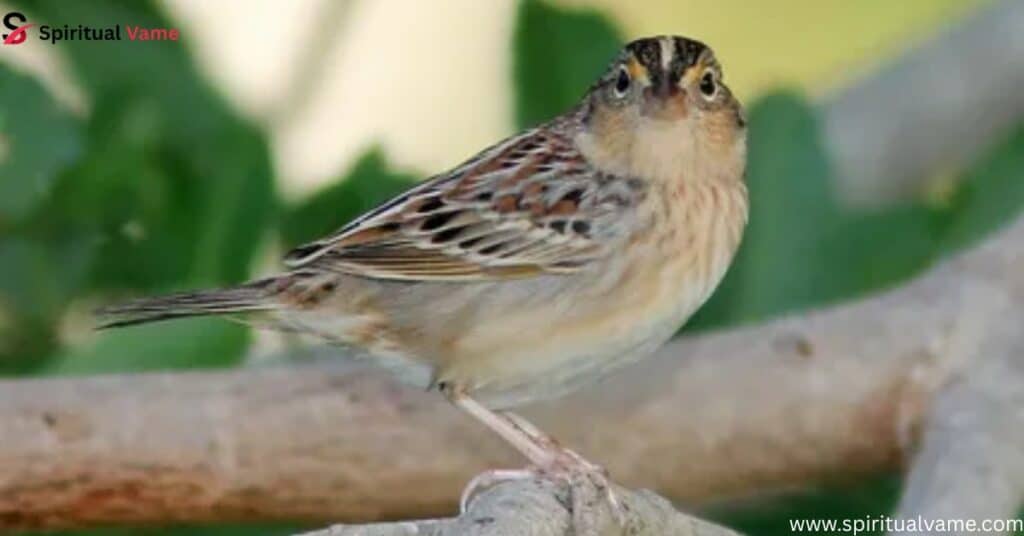 Sparrows in Louisiana during Migration