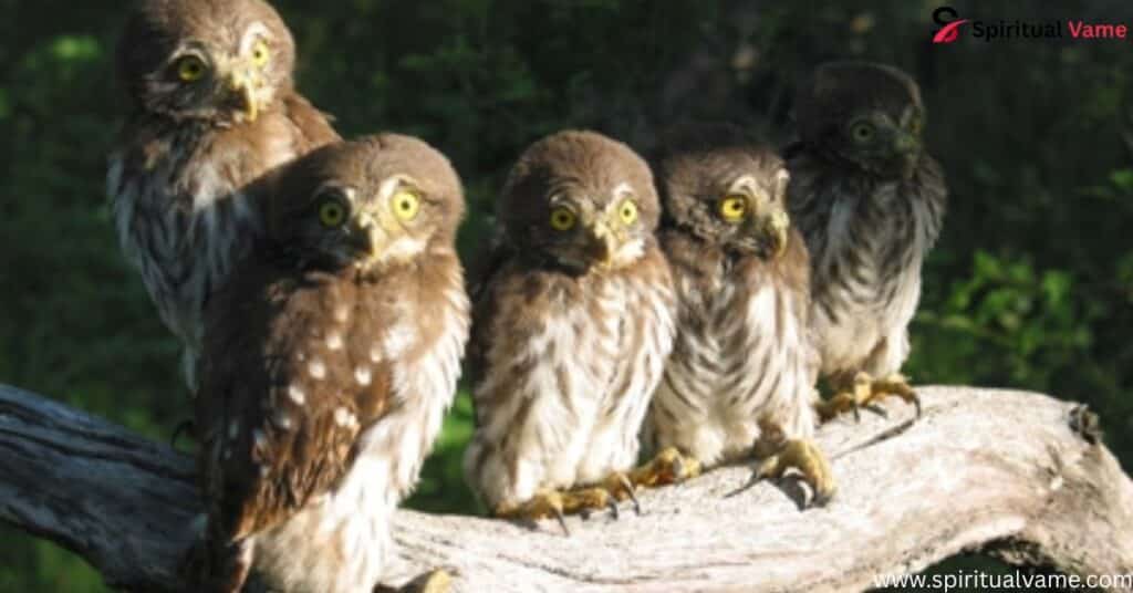 Owls in Arizona | Spiritual Vame