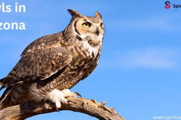 Owls in Arizona | Spiritual Vame