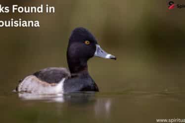Ducks Found in Louisiana | Spiritul Vame