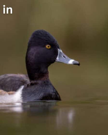 Ducks Found in Louisiana | Spiritul Vame