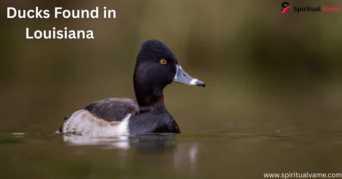 Ducks Found in Louisiana | Spiritul Vame