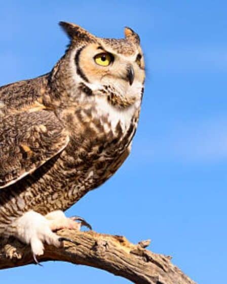 Owls in Arizona | Spiritual Vame