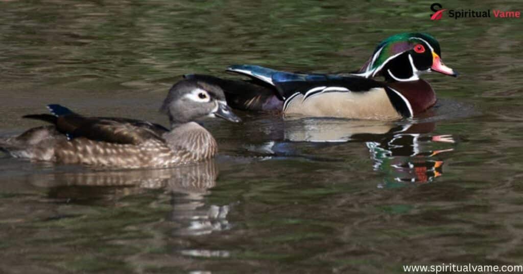Ducks Found in Louisiana | Spiritul Vame