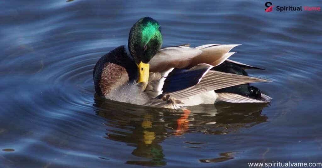 Ducks Found in Louisiana | Spiritul Vame