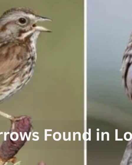 Sparrows Found in Louisiana