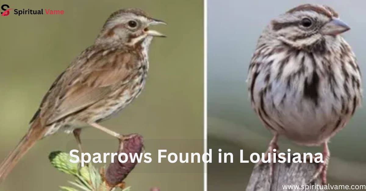 Sparrows Found in Louisiana