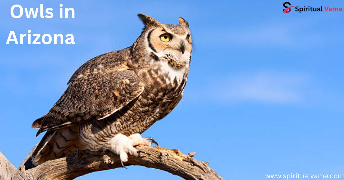Owls in Arizona | Spiritual Vame