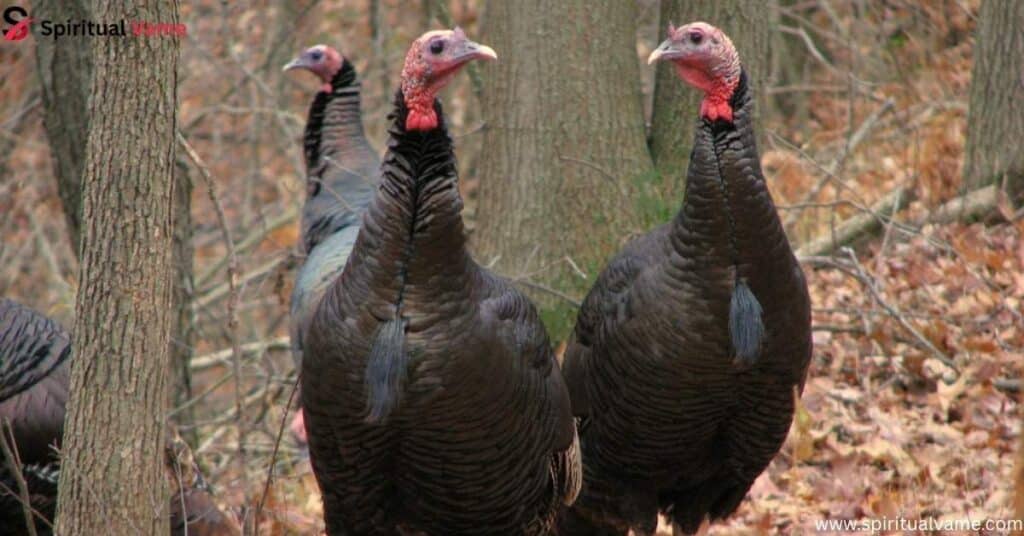 Wild Turkey (Meleagris gallopavo)