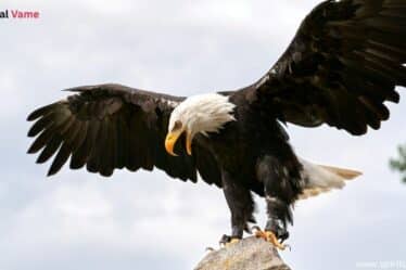 Largest Birds in Illinois