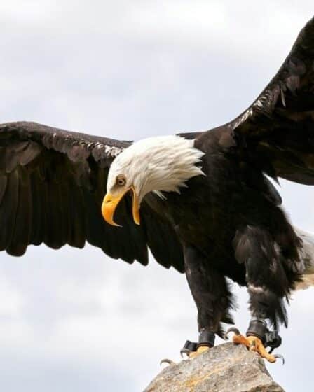 Largest Birds in Illinois