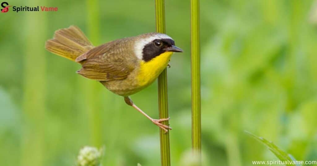 Common Yellowthroat