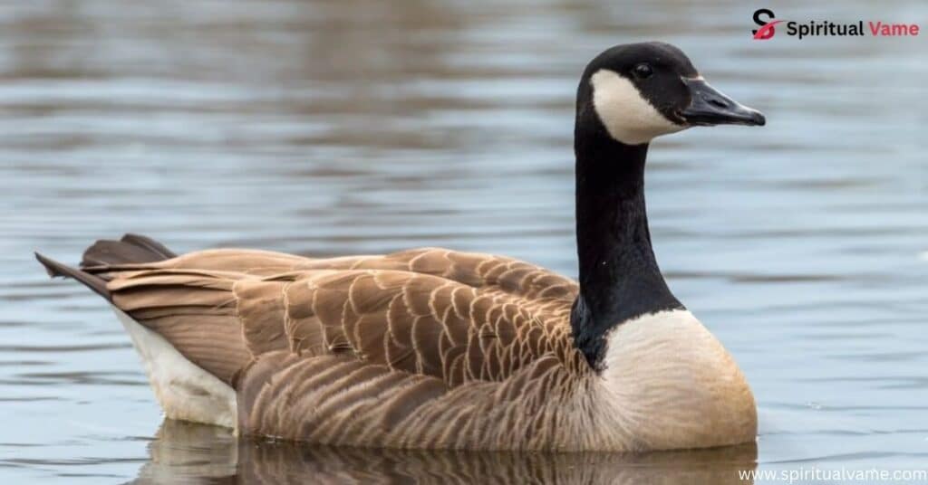 Canada Goose
