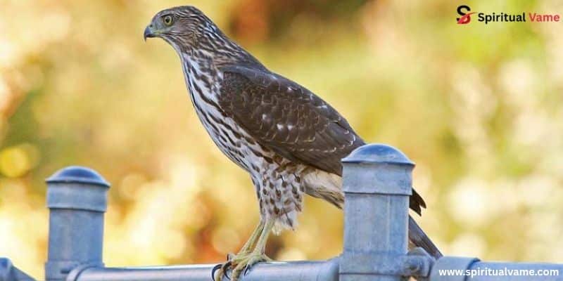 Cooper’s Hawk