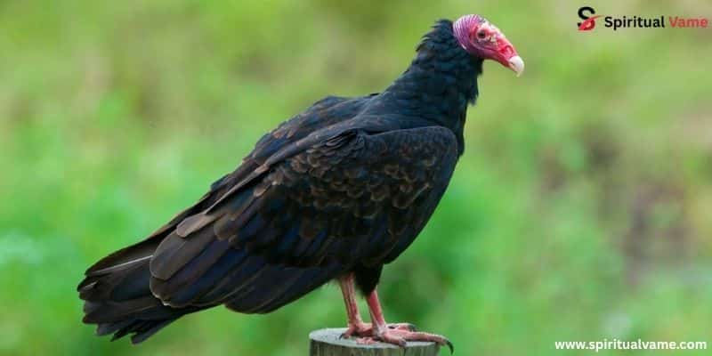 Turkey Vulture