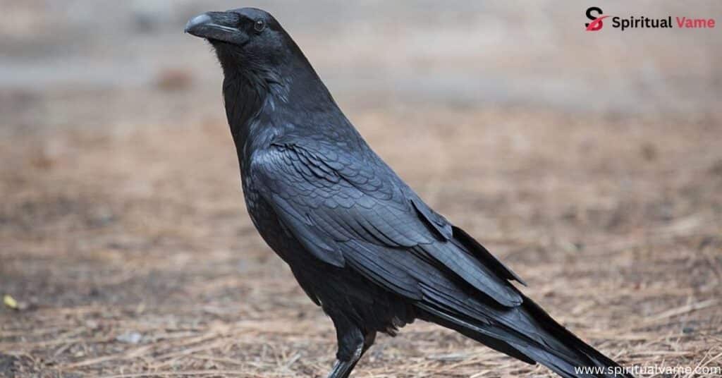 Common Raven