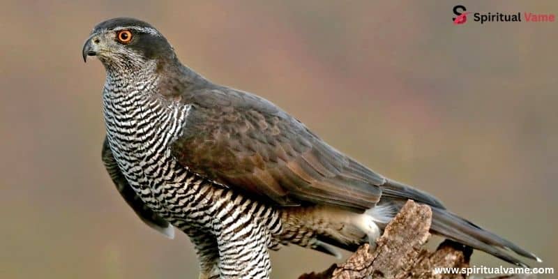 Northern Goshawk