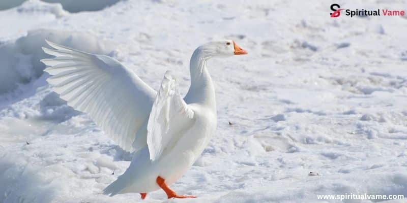 Snow Goose