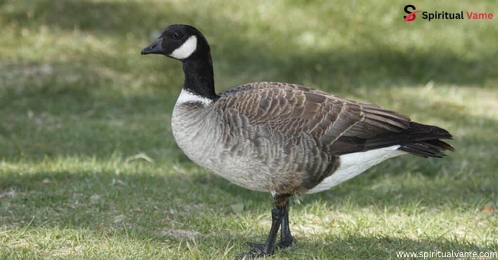 Cackling Goose