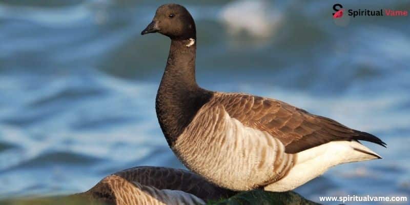 Brant