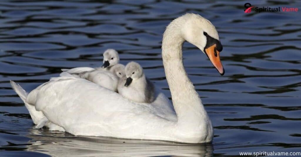 Mute Swan