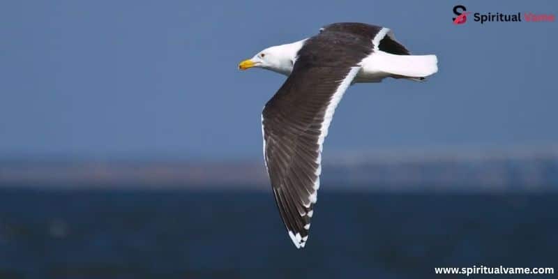 Great Black-backed Gull