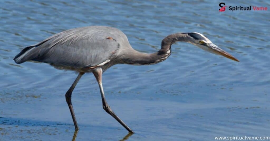 Great Blue Hero