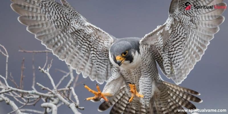 Peregrine Falcon