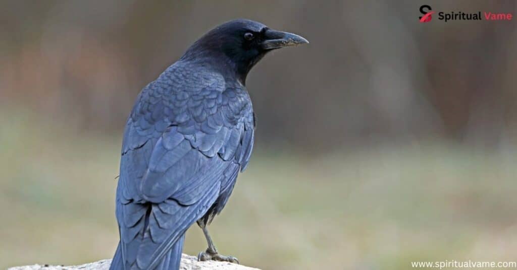 American Crow