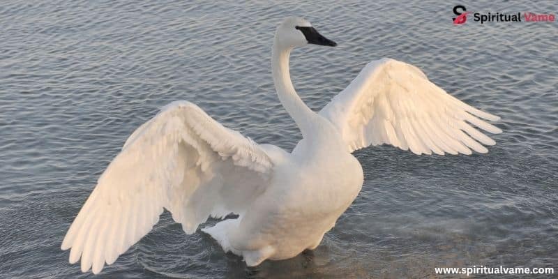Trumpeter Swan