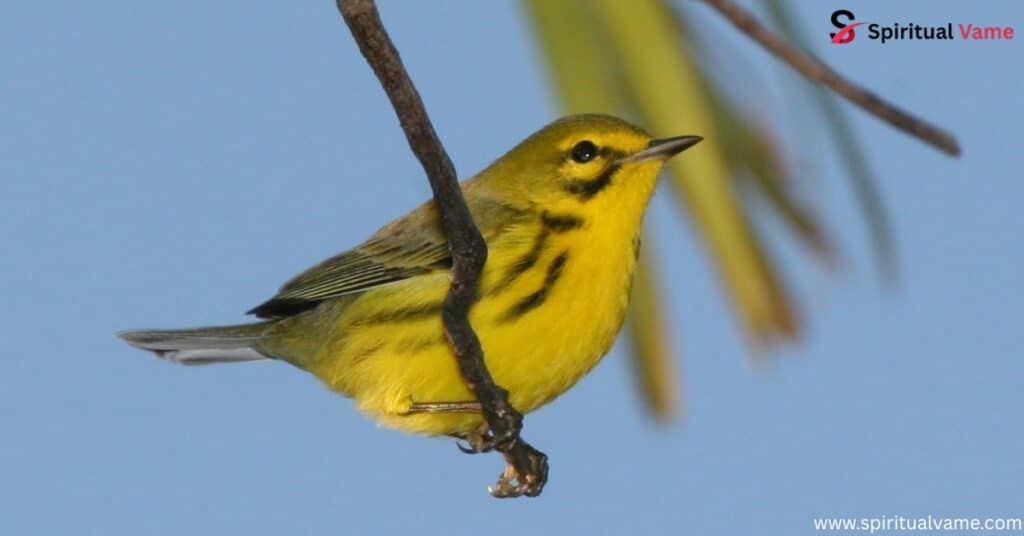 Nashville Warbler