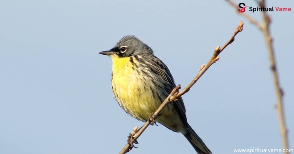 Brewster’s Warbler