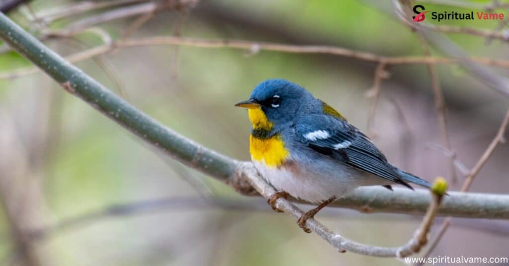 Northern Parula