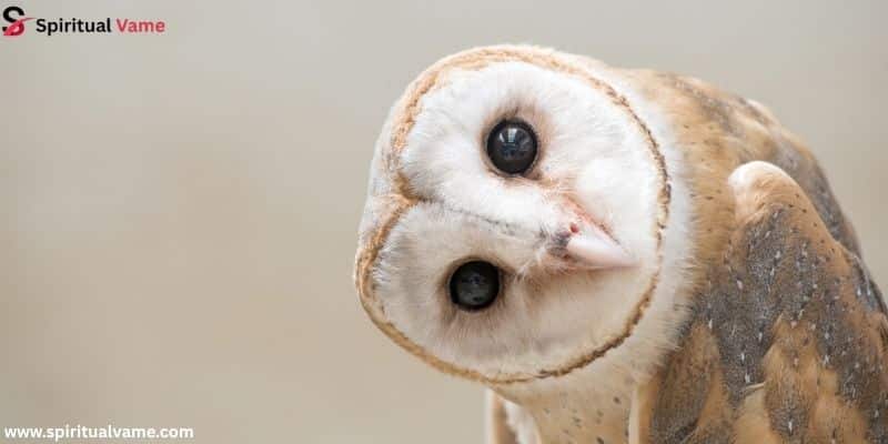 Barn Owl