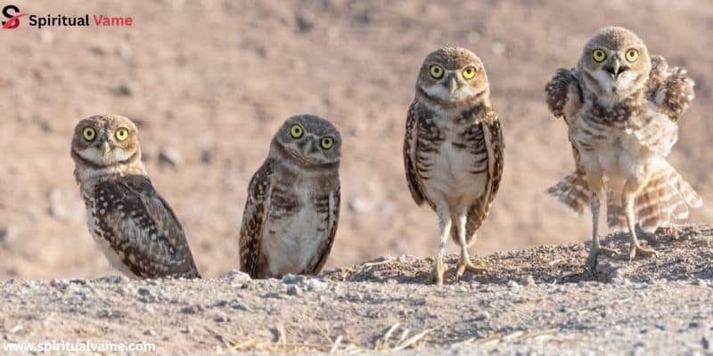 Burrowing Owl