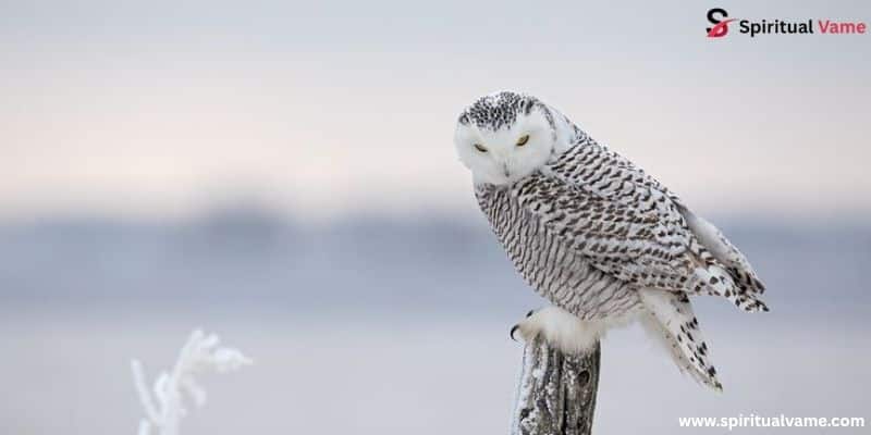 Snowy Owl