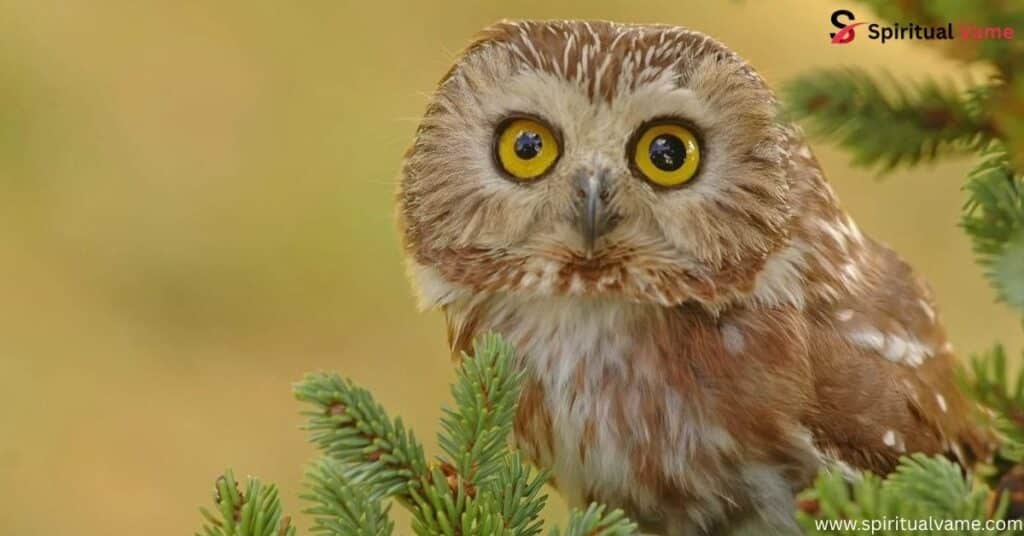 Northern Saw-whet Owl