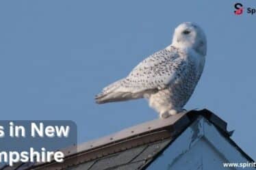 Owls in New Hampshire